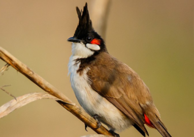 Red-whiskered bulbul