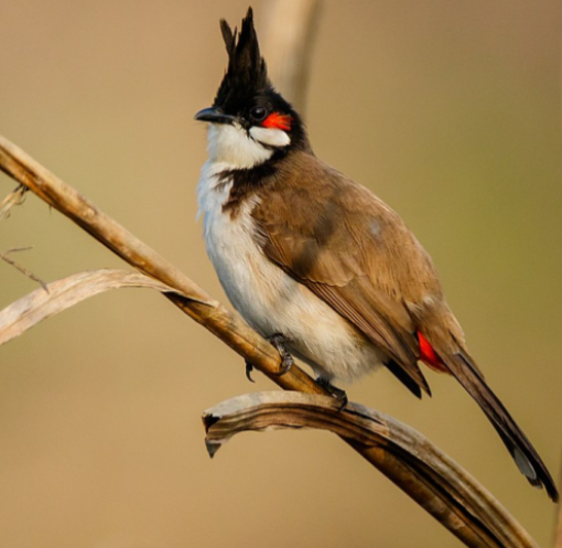 Red-whiskered bulbul