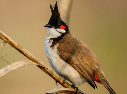 Red-whiskered bulbul